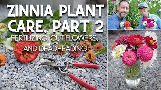  Zinnia Plant Care, Part 2: Fertilizing, Cut Flowers, and Deadheading 