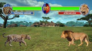 Lion Vs Jaguar