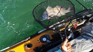 NJ Barnacle Slam! (Black Drum, Sheepshead, Tautog & Sea Bass)