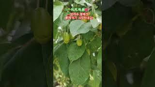 보리수 천국 #세컨하우스 #화순 #보리수