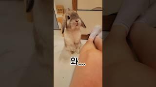 키워본 사람만 안다는 토끼 놀라운 행동 1위