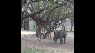 Zebra kicks a blue A giraffe Kicked a naughty rhino