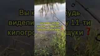 ПОКЛЕВКА 11-ти килограммовой ЩУКИ  #рыбалка #fishing #поклевка #щука #трофейнаящука