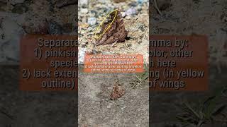 Satyr Comma in early Spring