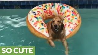 Golden Retriever on donut floatie doggy paddles in pool