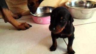 Little doberman talking