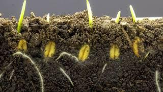 Wheat growing time laps || Time lapse video