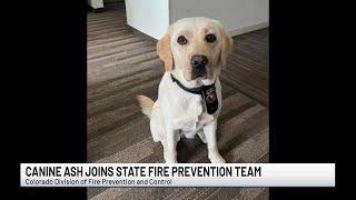 Colorado Division of Fire Prevention and Control welcomes new four-legged member to their team