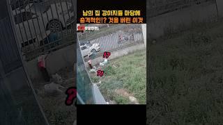 남의 집 댕댕이들 마당에 충격적인!? 것을 버린 이것
