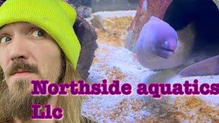 Northside aquatics Llc store tour