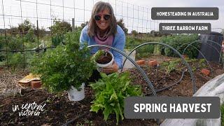 Harvesting in Victoria, Australia Zone 9B Vegetable Gardening