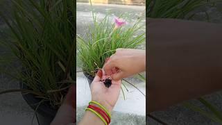 How to collect rain Lily seeds ....#garden #shortvideo