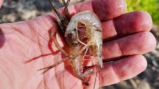 Catching MASSIVE Shrimp While Fishing In Broken Creek