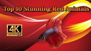 Top 10 Stunning Red Animals 4K