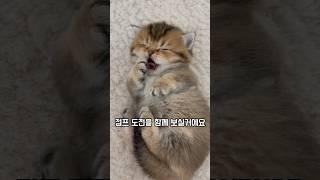 집사 심장 폭행하는 아기고양이 점프 모음