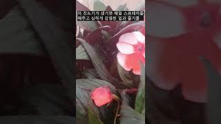 Summary of how to grow  Impatiens flowers ~ watering. Shoveling. Pest management....