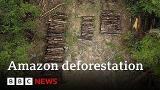 Amazon forest felled to build road for climate summit | BBC News