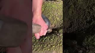 Sea Rolled rock Cracked Open To Reveal Treasure Inside