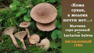 "Кожа сухая, а молока почти нет".  Млечник серо-розовый - Lactarius helvus