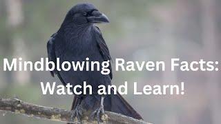 Mindblowing Raven Facts: Watch and Learn!