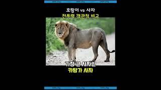 호랑이 vs 사자전투력 객관적 비교