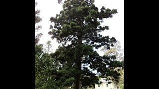 Plant ID: Hoop Pine (Araucaria cunninghamii)