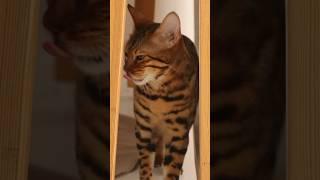 Она пыталась  inst veron_ph #бенгальскаякошка #бенгал #cat #фотосессия #кот