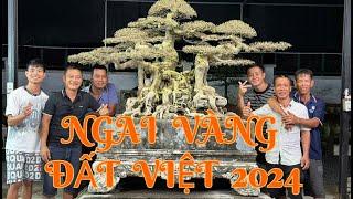 NGAI VÀNG ĐẤT VIỆT 2024 !!! | NamLe Bonsai