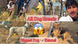 Biggest Dogs  kennel Per gye || All Breed Available ️||