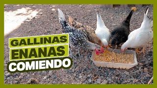 Nuestras Gallinas Enanas comiendo. 2 Sebright y 3 Nagasakis.