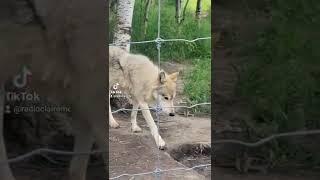 Wolf sanctuary in Cochrane #wolf #sanctuary #wolfdogs #wolfdog