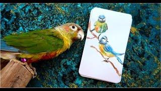 Poetry Oracle Cards By Tarot Of Nella ️ Flip Through Deck Review