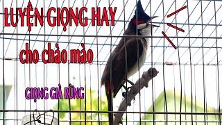 Luyện Giọng Cho Chào Mào Má Trắng ,Chào Mào Non - Giọng Hay-Dễ Học