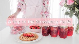 A Trip to the Strawberry Fields | Strawberry Season | Black Homemaker