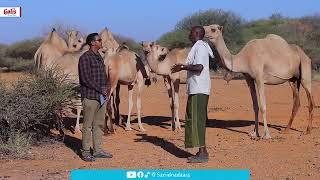 Dhaqashada Geela ,ayaa hadda ku soo badanaya Puntland iyo Soomaaliya