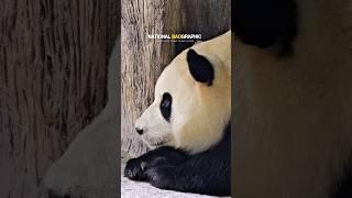 비를 피해 숨은 푸바오 