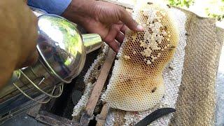 How to cut comhoney From sack and adjust bee frame