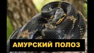 [Herping in Primorye 2021] The Russian rat snake / Амурский полоз