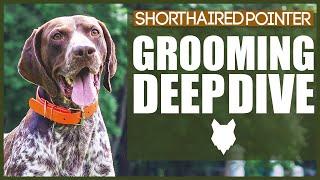 How To Groom Your GERMAN SHORTHAIRED POINTER