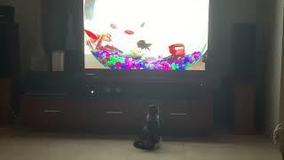 Cat Watching TV￼