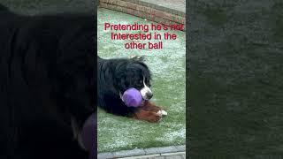 Bernese Mountain Dog REALLY the FUNNIEST Breed for Families?#shorts #bernesemountaindog  #funnydog