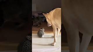 Dog Heroically Protects Kitten from Larger Cat