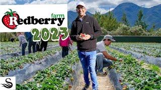 Redberry Farm | 2023