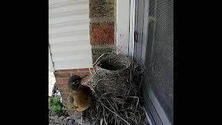 American Robin Checking Her Nest - April 29 2022 - #shorts