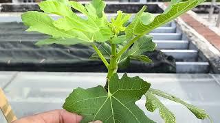 Self-Learning and Practicing Fig Tree Care at Home | Episode 319