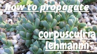 how to grow corpuscularia lehmanni /how to grow ice plant #iceplant #corpuscularialehmanipropagation