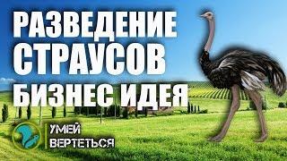 Разведение страусов / Бизнес идея / Страусиная ферма