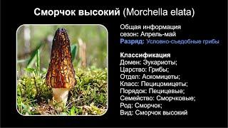 Сморчок высокий (Morchella elata)