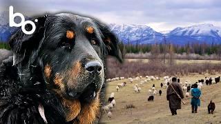 ⁠Sentinel of the Herds: Meet the Mongolian Shepherd Dog  | Nature | Wildlife | BOREALES