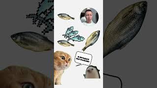 Как отмыть деньги #деньги #бизнес #котики